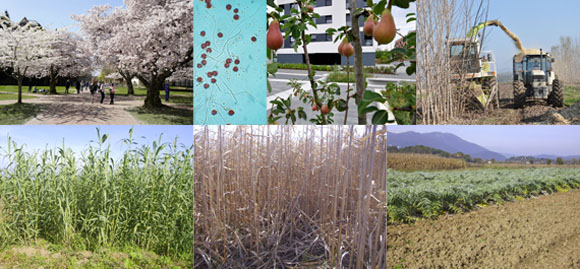 Lab botanica ambientale app